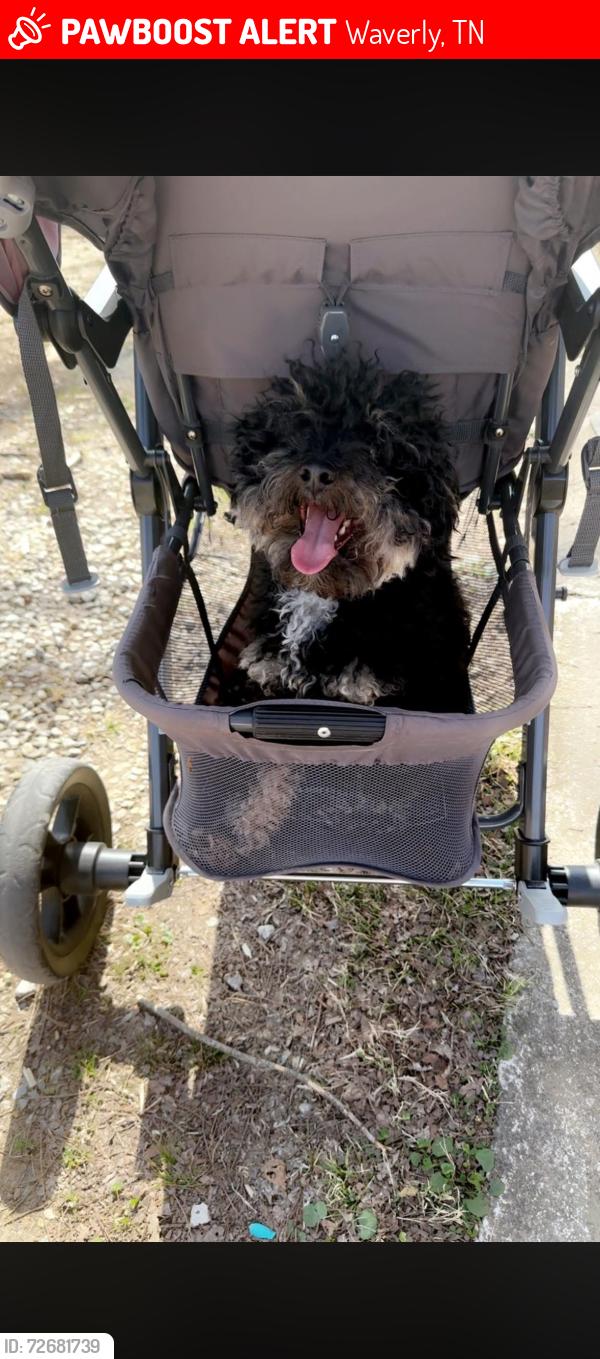 Lost Male Dog last seen Near West Main Street, Waverly, TN 37185