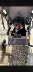 Lost Male Dog last seen Near West Main Street, Waverly, TN 37185