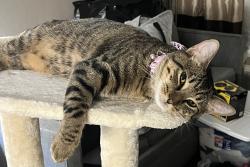 Lost Male Cat last seen Forward Storage , Fredericksburg, VA 22406