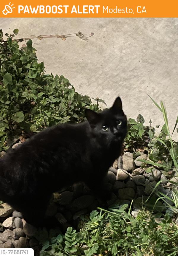 Found/Stray Unknown Cat last seen in neighborhood off of Hillglen, near Roselle and Sylvan intersection, Modesto, CA 95355