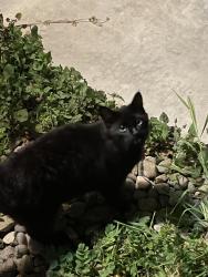 Found/Stray Unknown Cat last seen in neighborhood off of Hillglen, near Roselle and Sylvan intersection, Modesto, CA 95355