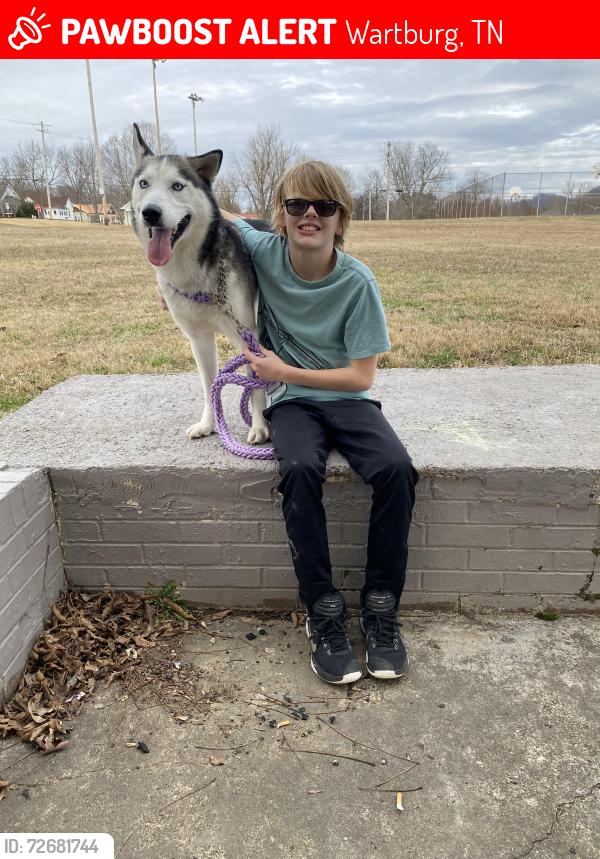 Lost Male Dog last seen Redmon, Wartburg, TN 37887