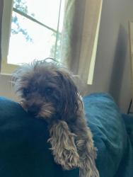 Lost Female Dog last seen Rancho street, Colton, CA 92324