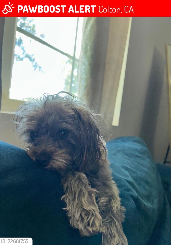 Lost Female Dog last seen Rancho street, Colton, CA 92324