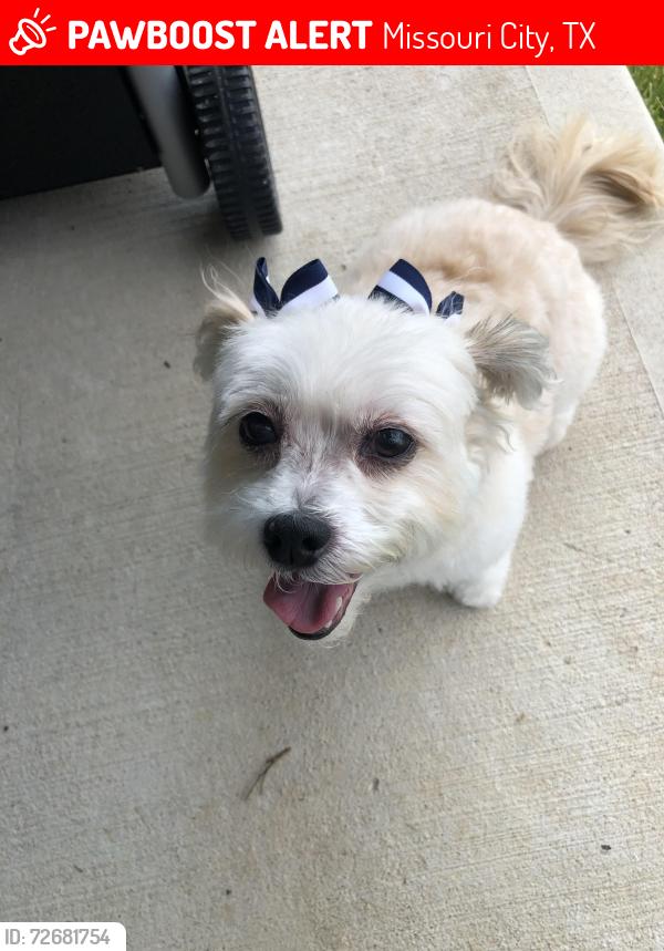 Lost Female Dog last seen Missouri City Texas, Missouri City, TX 77489