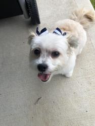 Lost Female Dog last seen Missouri City Texas, Missouri City, TX 77489