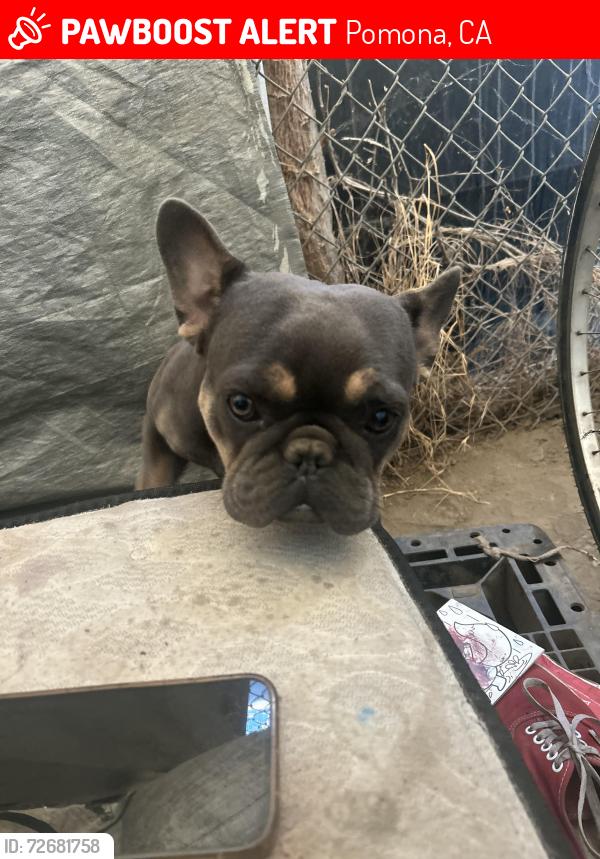 Lost Female Dog last seen Reservoir st Pomona ca, Pomona, CA 91799