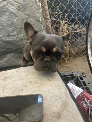 Lost Female Dog last seen Reservoir st Pomona ca, Pomona, CA 91799