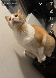 Lost Male Cat last seen Truman and Ann, Independence, MO 64056