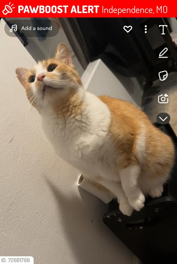 Lost Male Cat last seen Truman and Ann, Independence, MO 64056