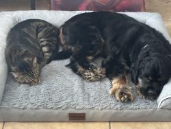Lost Male Dog last seen 10th St. and Virginia, Fort Pierce, FL 34950