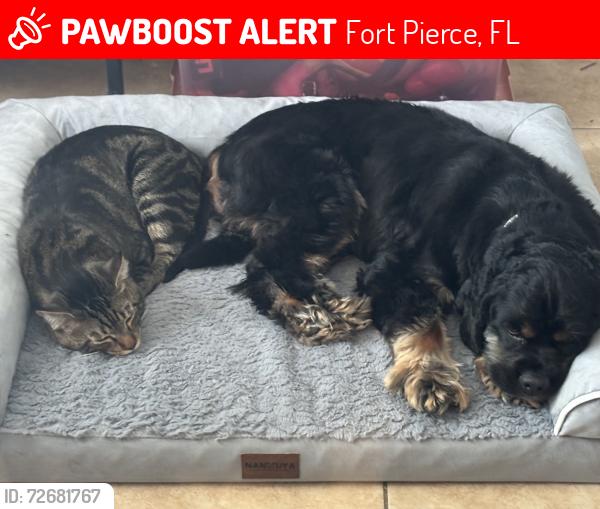 Lost Male Dog last seen 10th St. and Virginia, Fort Pierce, FL 34950