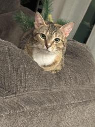 Lost Female Cat last seen Neighborhood behind the 5 below and Ross in Saint Cloud , Kissimmee, FL 34744
