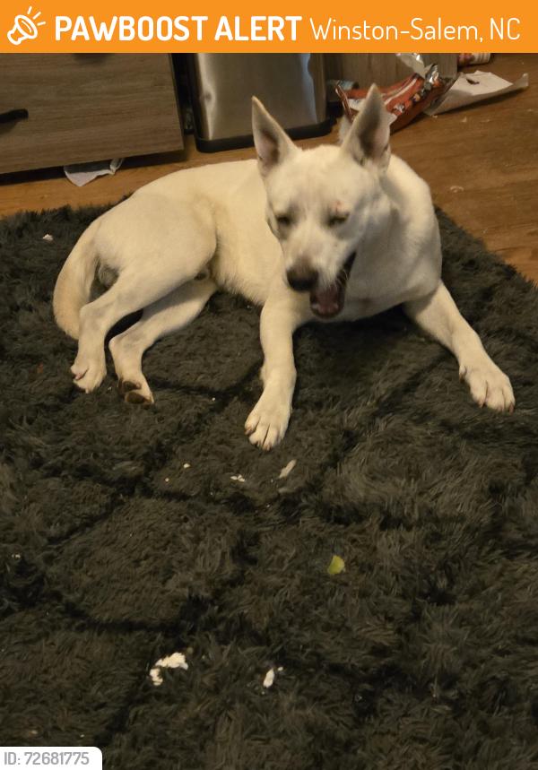 Found/Stray Male Dog last seen Rupert bell park Winston-Salem , Winston-Salem, NC 27101