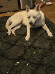 Found/Stray Male Dog last seen Rupert bell park Winston-Salem , Winston-Salem, NC 27101