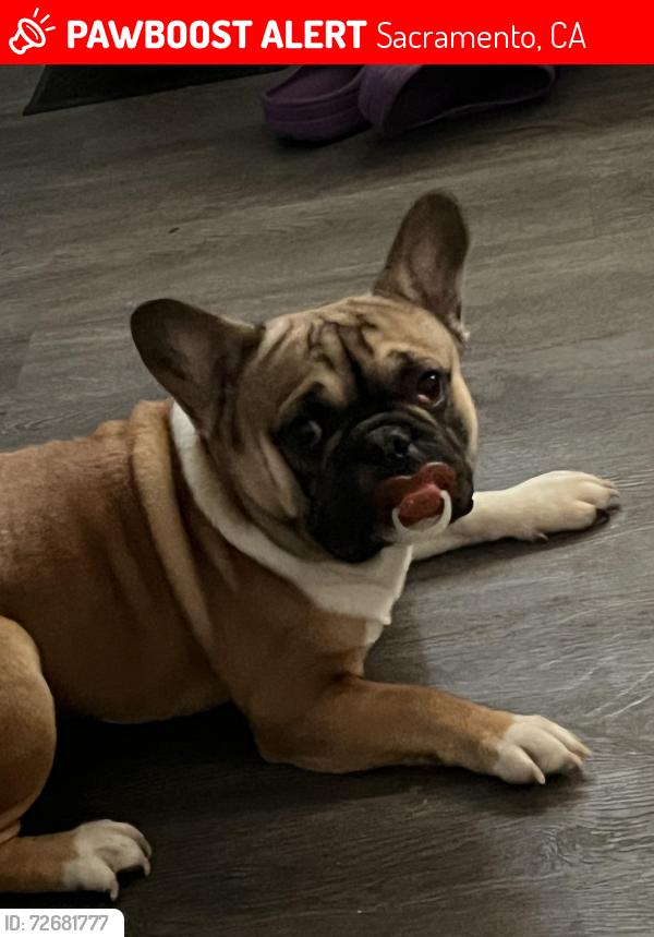 Lost Male Dog last seen 43rd ave, Sacramento, CA 95824