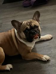 Lost Male Dog last seen 43rd ave, Sacramento, CA 95824