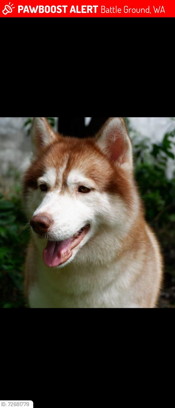 Lost Female Dog last seen Ne 244th st and ne 152nd ave, Battle Ground, WA 98604