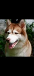 Lost Female Dog last seen Ne 244th st and ne 152nd ave, Battle Ground, WA 98604