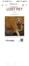 Lost Female Dog last seen Bristol , Philadelphia, PA 19140