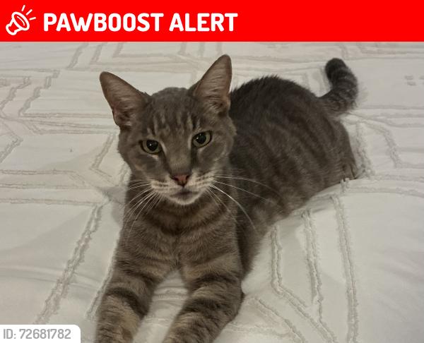 Lost Female Cat last seen Chandler heights and higley, Chandler Heights, AZ 85142
