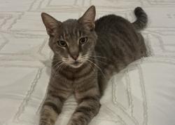 Lost Female Cat last seen Chandler heights and higley, Chandler Heights, AZ 85142
