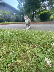 Lost Unknown Cat last seen auburn california, Auburn, CA 95603