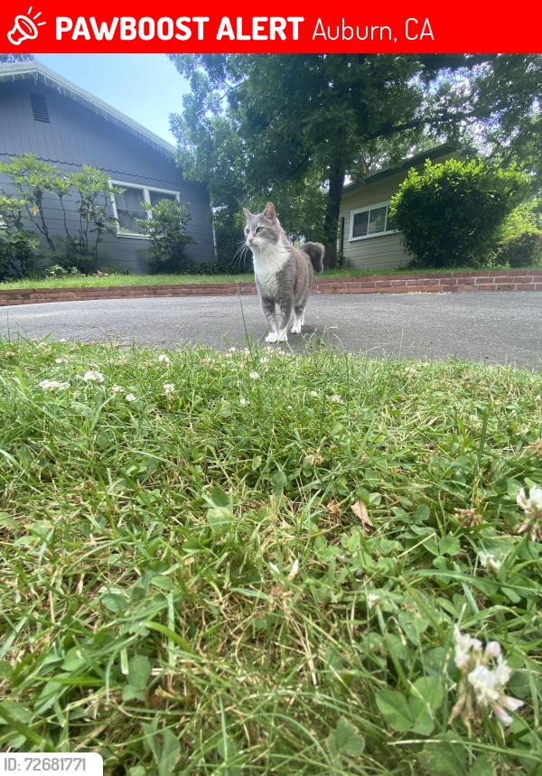 Lost Unknown Cat last seen auburn california, Auburn, CA 95603