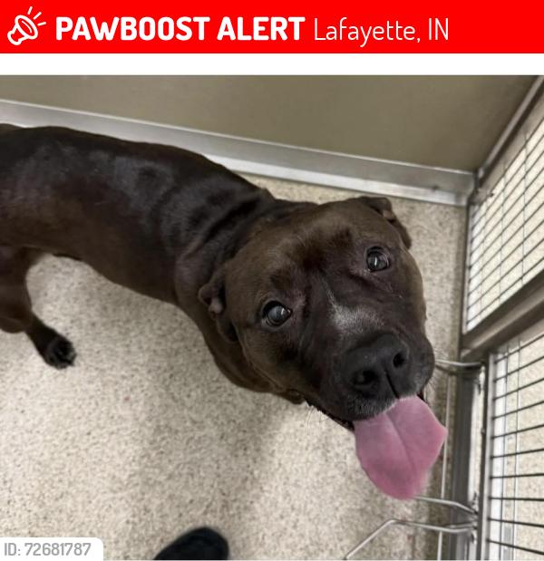 Lost Female Dog last seen 9th street marthaon station lafayette indiana , Lafayette, IN 47904