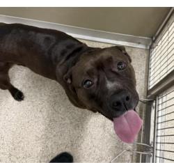Lost Female Dog last seen 9th street marthaon station lafayette indiana , Lafayette, IN 47904