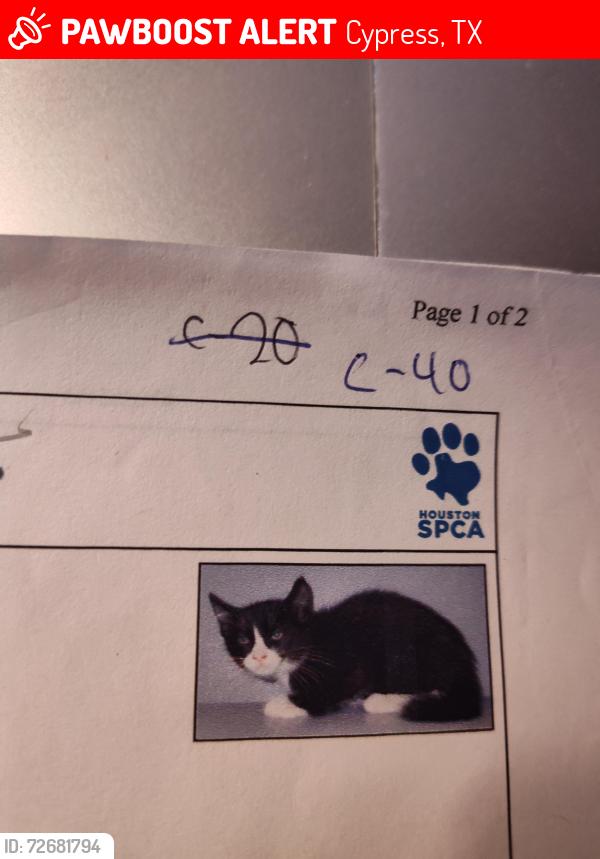 Lost Male Cat last seen Fry & mound road , Cypress, TX 77433