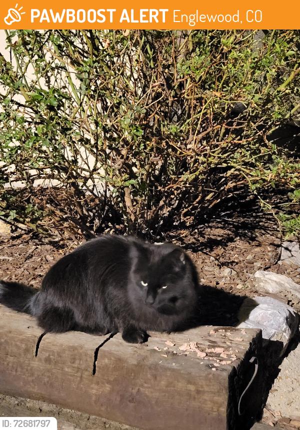 Found/Stray Unknown Cat last seen Bannock st and Cherokee , Englewood, CO 80110