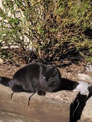 Found/Stray Unknown Cat last seen Bannock st and Cherokee , Englewood, CO 80110