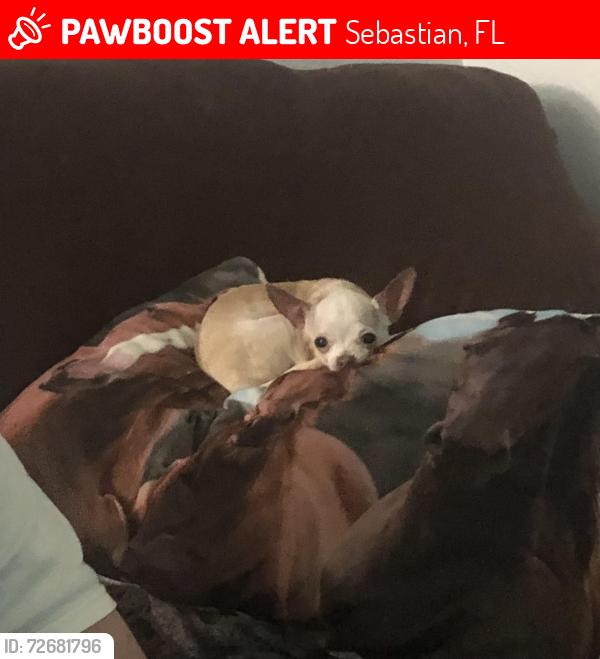 Lost Female Dog last seen Delaware and Main Street , Sebastian, FL 32958