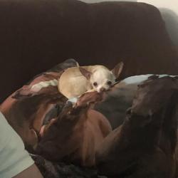 Lost Female Dog last seen Delaware and Main Street , Sebastian, FL 32958