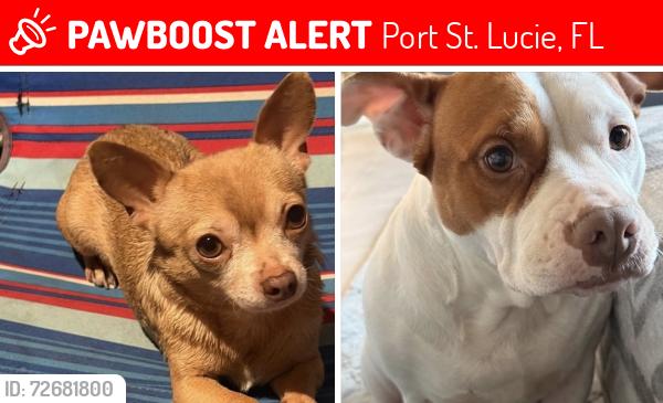 Lost Female Dog last seen Prima vista bayshoee , Port St. Lucie, FL 34983