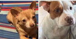 Lost Female Dog last seen Prima vista bayshoee , Port St. Lucie, FL 34983