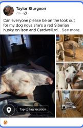 Lost Female Dog last seen Ison and cardwell road right next to harmony road , Monroe County, IN 47403