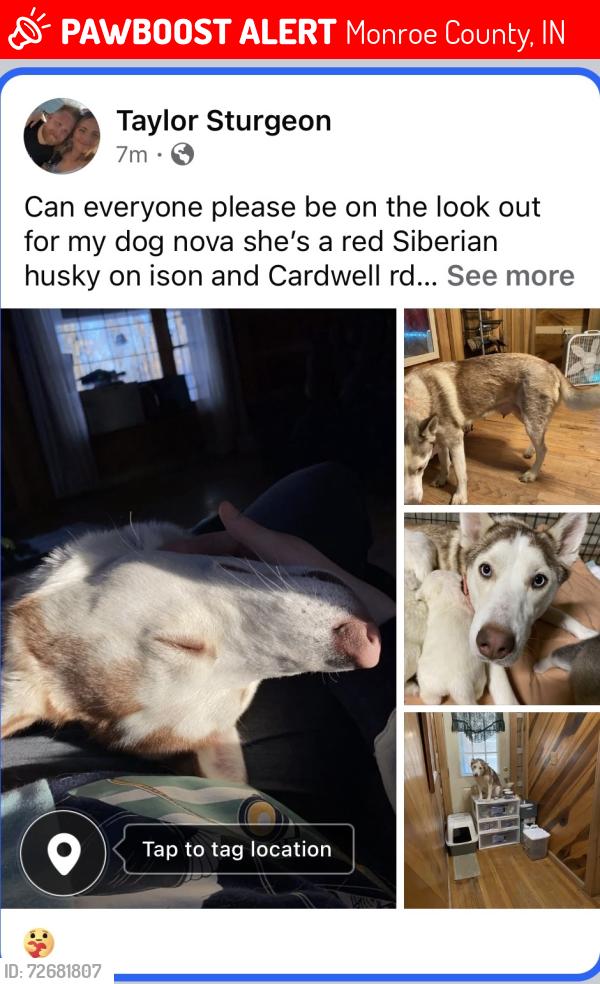 Lost Female Dog last seen Ison and cardwell road right next to harmony road , Monroe County, IN 47403
