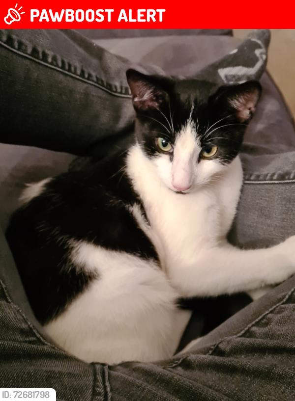 Lost Male Cat last seen Malta Road, Deepcut, England GU16