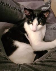Lost Male Cat last seen Malta Road, Deepcut, England GU16