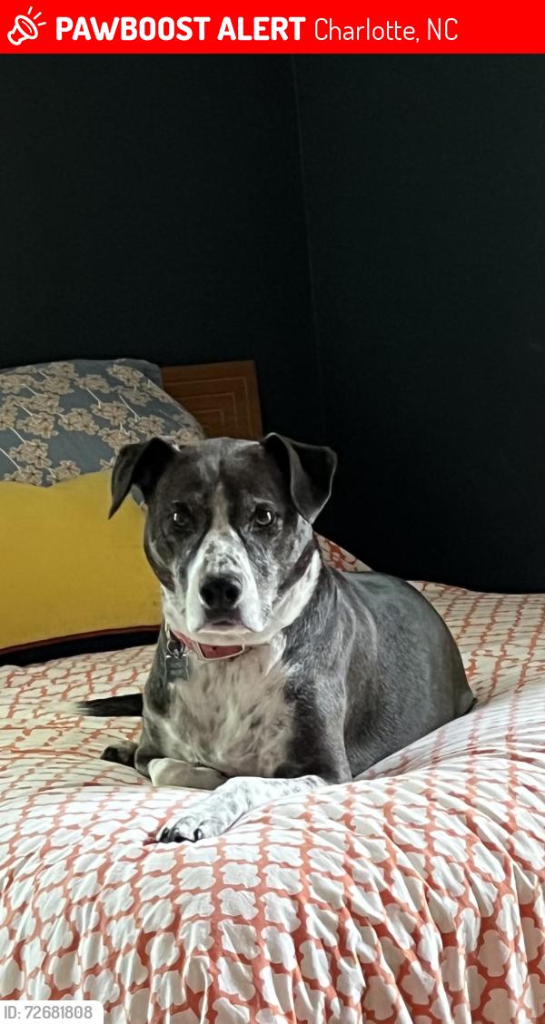 Lost Female Dog last seen Eastway and Independence BLVd, Charlotte, NC 28205