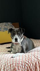 Lost Female Dog last seen Eastway and Independence BLVd, Charlotte, NC 28205