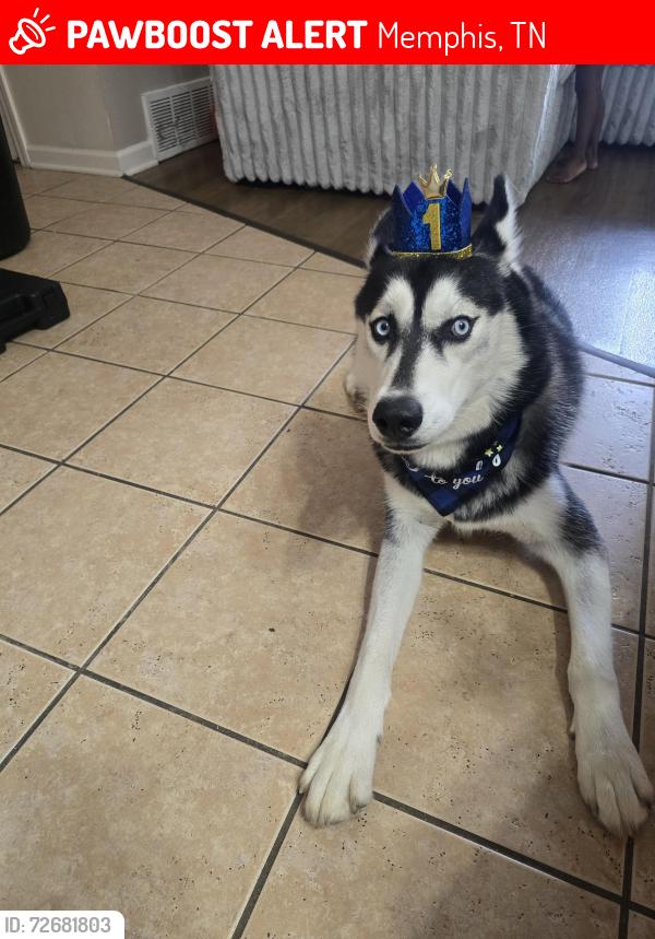 Lost Male Dog last seen Woodland est shelby drive hackcross area, Memphis, TN 38125