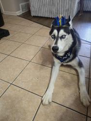 Lost Male Dog last seen Woodland est shelby drive hackcross area, Memphis, TN 38125
