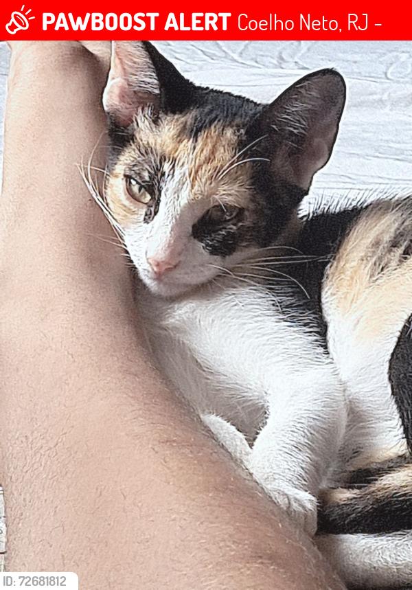 Lost Female Cat last seen A última vez foi vista na minha casa,ela fugiu,rua aratangi 240 rio de janeiro bairro Coelho neto, Coelho Neto, RJ 20765-630