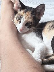 Lost Female Cat last seen A última vez foi vista na minha casa,ela fugiu,rua aratangi 240 rio de janeiro bairro Coelho neto, Coelho Neto, RJ 20765-630
