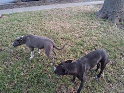 Found/Stray Female Dog last seen Brookhead Lane, Schertz, TX 78108