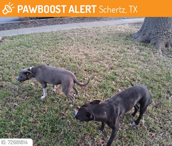 Found/Stray Female Dog last seen Brookhead Lane, Schertz, TX 78108