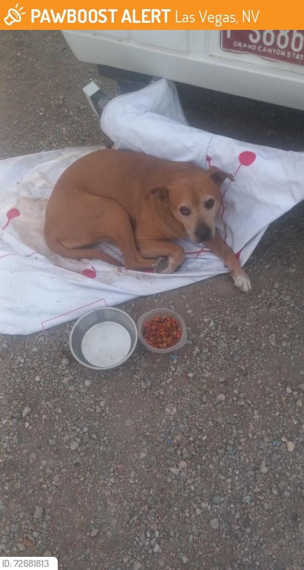 Found/Stray Female Dog last seen Castleberry and carey, Las Vegas, NV 89156